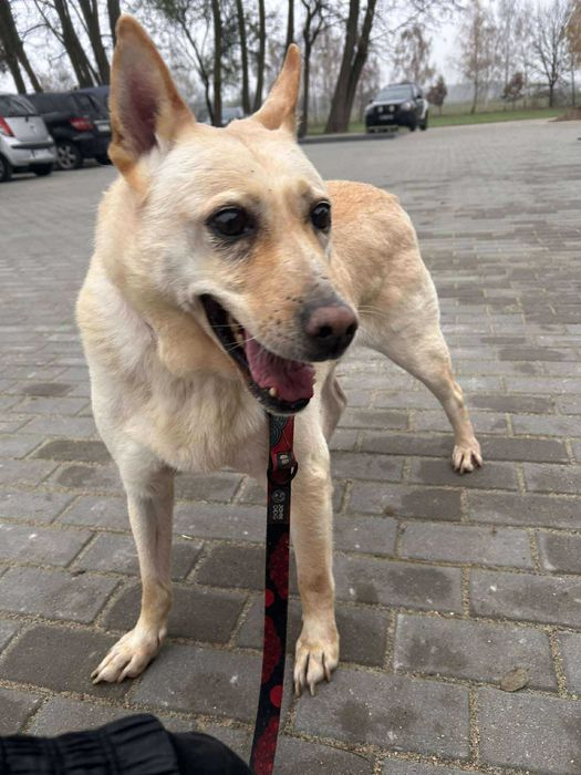 pies do adopcji w typie labka