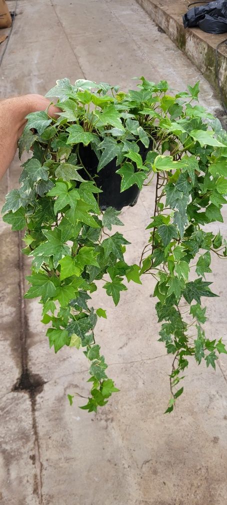 Hedera XXL w doniczce 17 cm – imponujące pędy