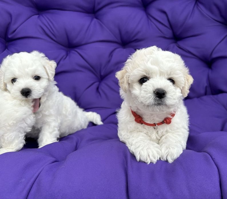 Bichon Frise FCI rodowód