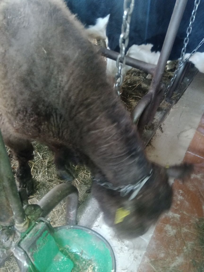 Krowa Galloway 7 lat z cielakiem( byczek)