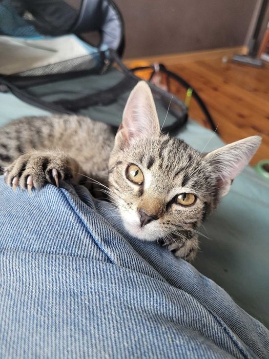 porzucona malutka Lemoniada uwielbia ludzi do adopcji