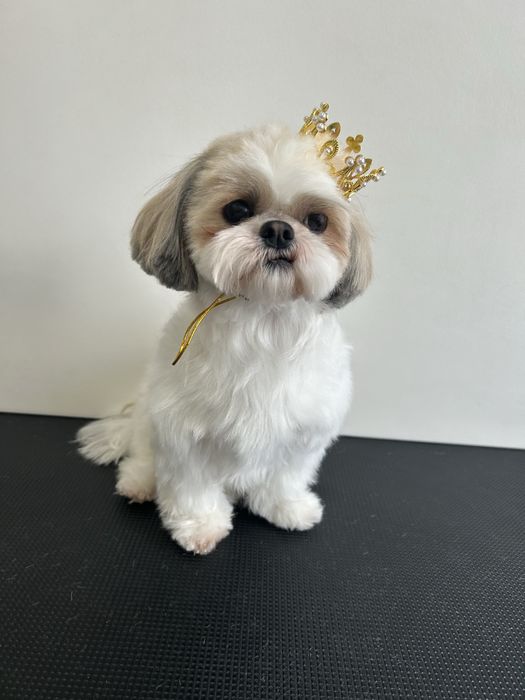 Грумер, грумінг, стрижка собак, догляд за котиками