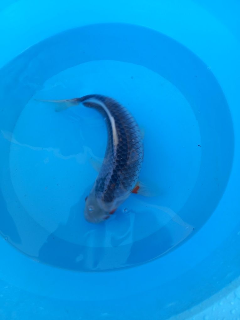 Carpa koi japonesa