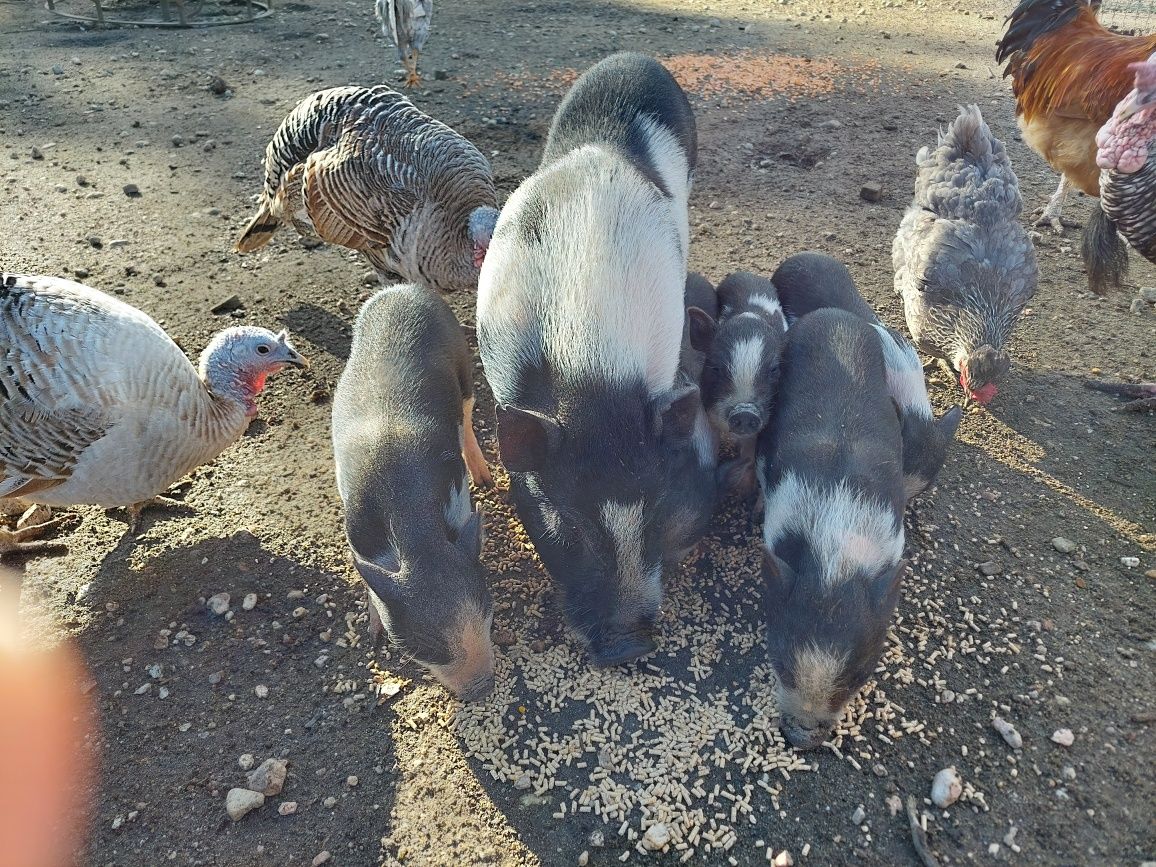 Mini pig / porco anão