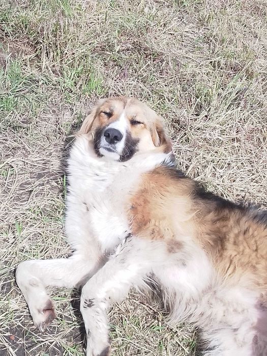 Прилаштовується доросла собакен.