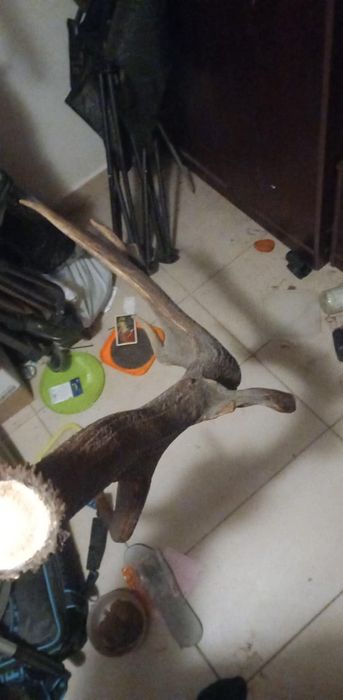 Super Mylkus jelenia