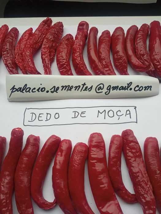 Pimenta Dedo de Moça