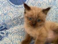 Gatinho para adoção responsável.