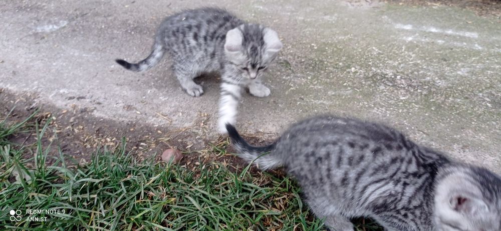 Kotki oddam oswojone