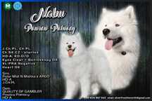 Samoyed reproduktor