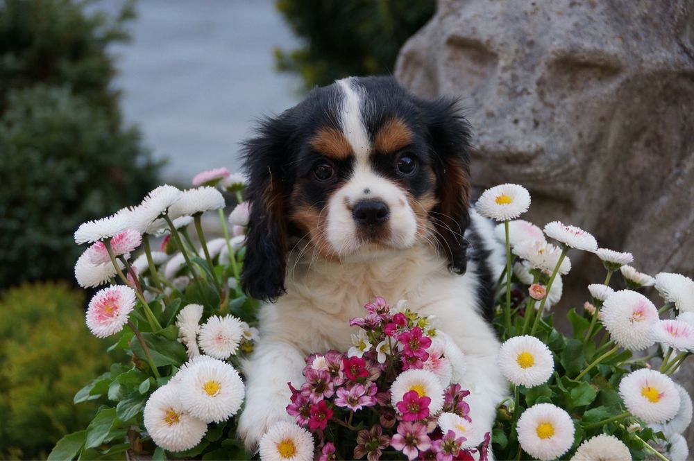 Suczka Cavalier King charles spaniel tri color