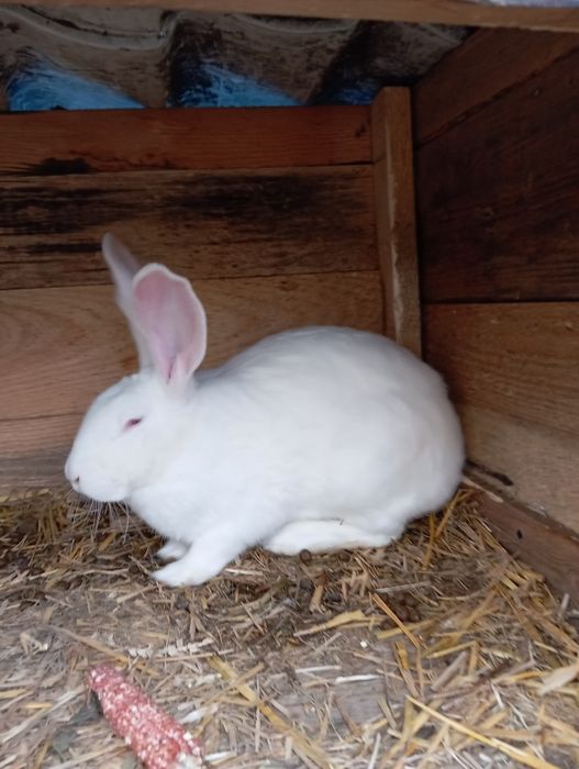 Na sprzedarz króliki