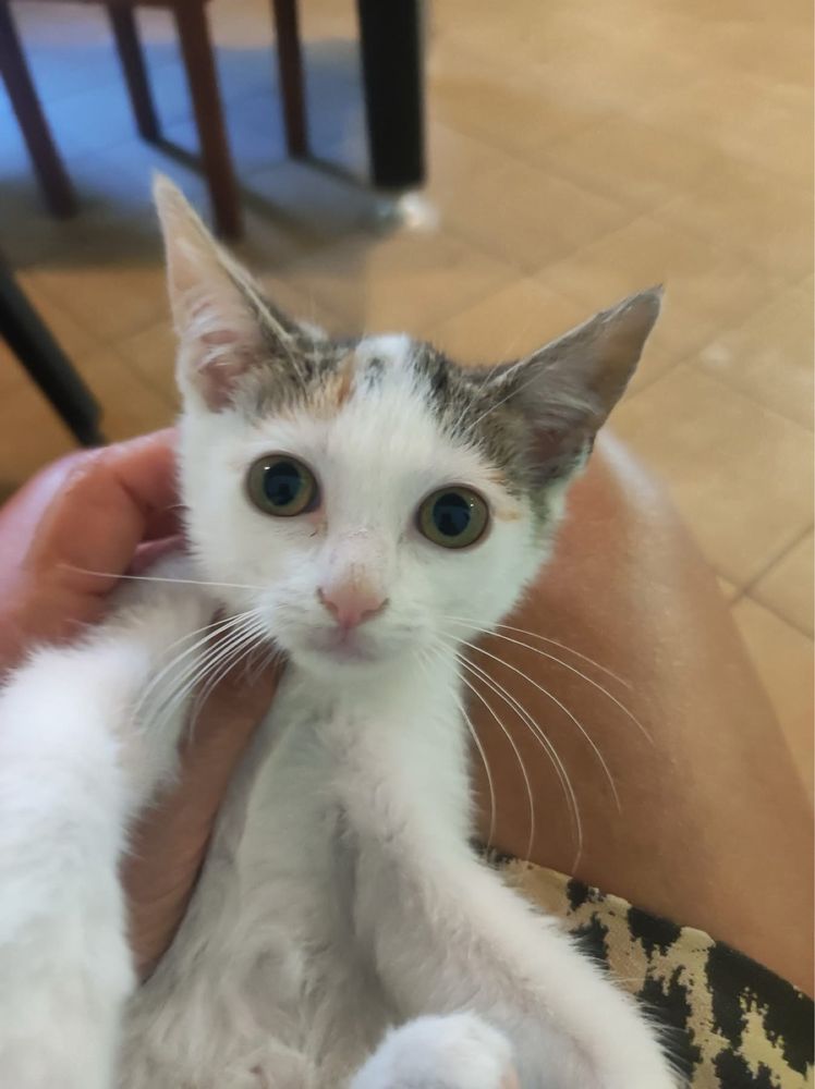Fiona kotka kot koty kociaki do adopcji