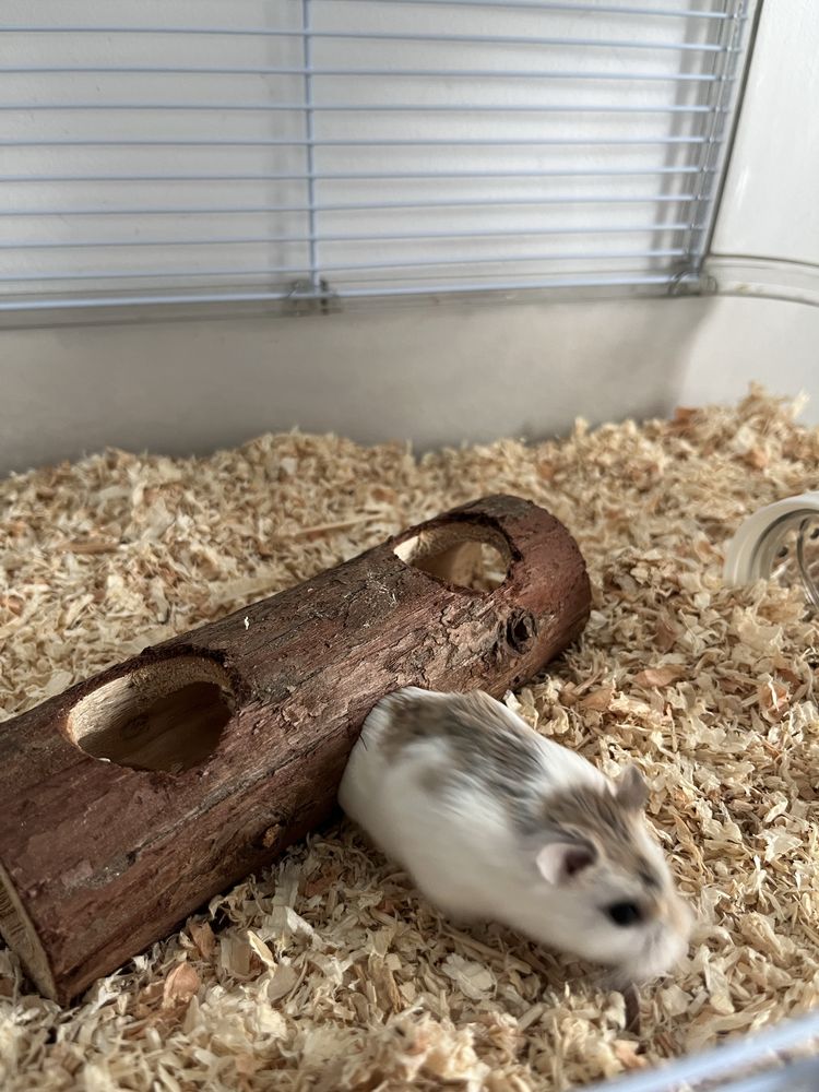 Chomik roborowskiego z dużą klatką
