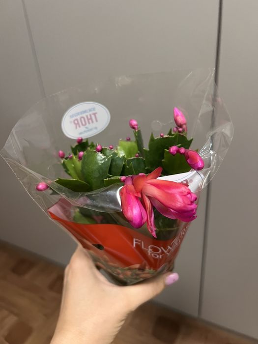 Драцена санрайз шлюмберга фікус сансевієрія маранта і