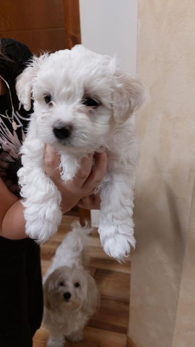 Maltanczyk szczeniak aktualne