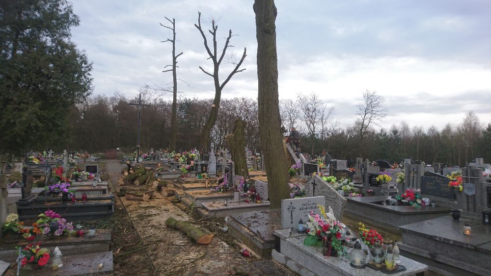 Wycinka Drzew Przycinanie Drzew Wycinanie Drzew Karczowanie Rębak