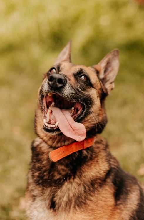Malina w typie owczarka belgijskiego szuka domu!!!