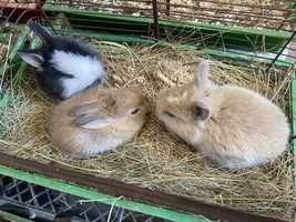 Кролики МИНИ | Все для домашних животных