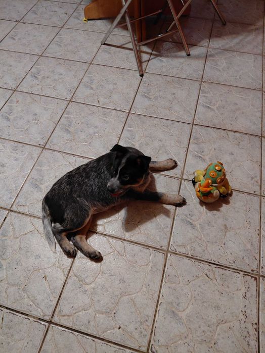 Suczka Australian Cattle Dog