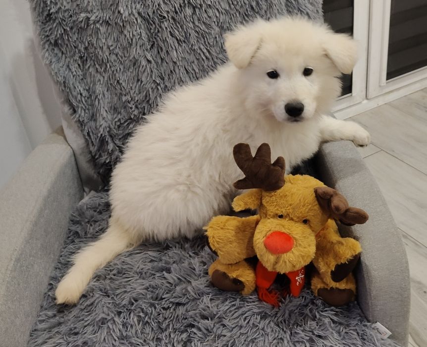 Biały Owczarek Szwajcarski piesek hodowla Rivulus FCI ZKWP