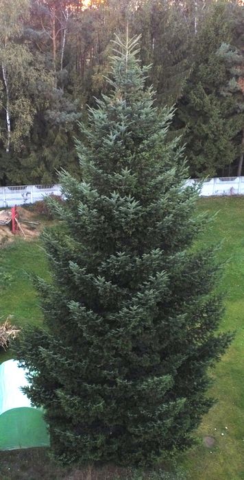 Duża jodła, choinka 12m
