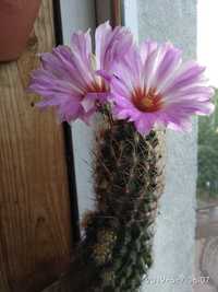 Кактус Thelocactus bicolor