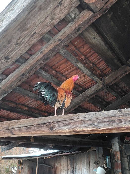 Liliput liliputy koguty