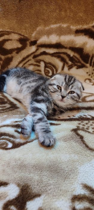 Котята скоттиш фолд