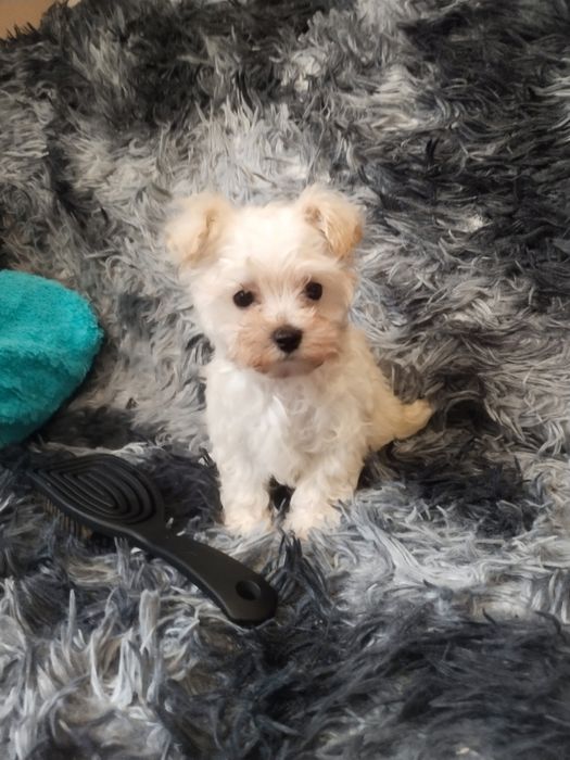 Неймовірний шикарний Maltipoo F1 mini. Мальтезе+Тедді Пудель(Китай) .