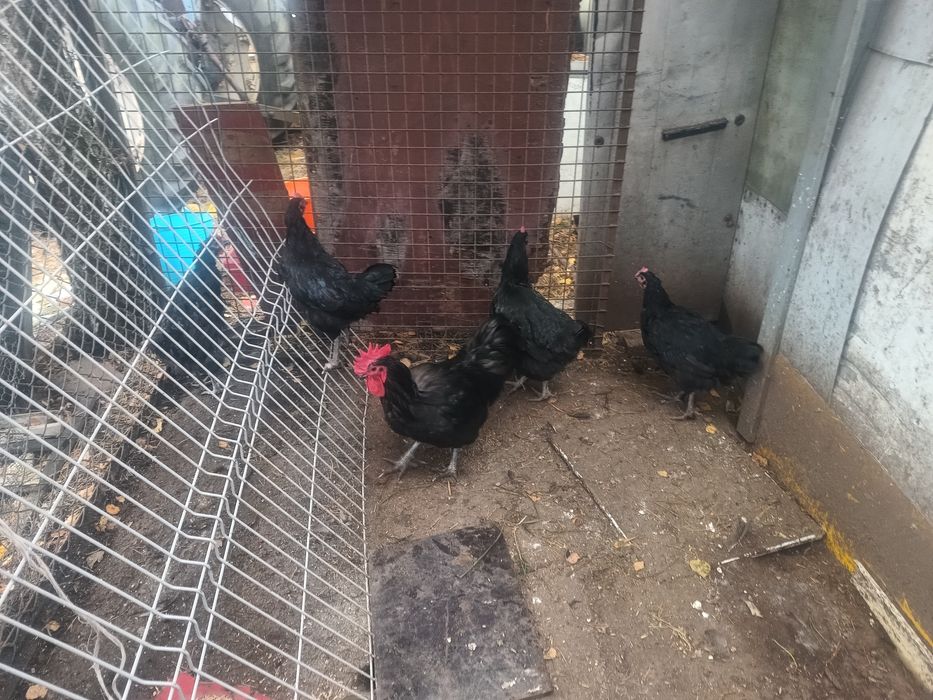 Kury i Kogut Australorp