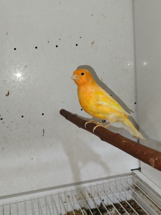 Samce kanarki czerwone i mozaiki