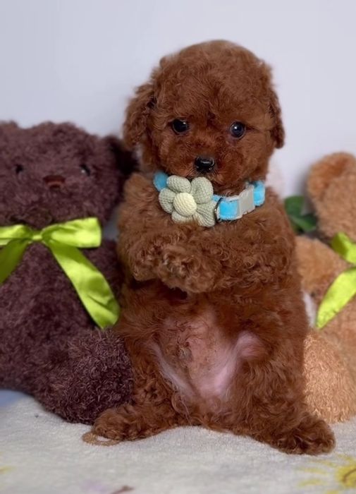 Малиш той пудель , чекає батьків