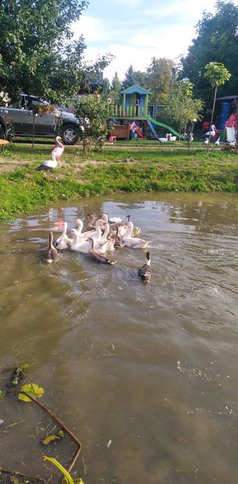 Kaczki, gęsi, indyki