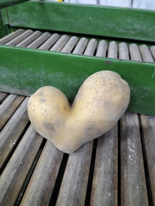 Ziemniaki sadzeniaki Soraya