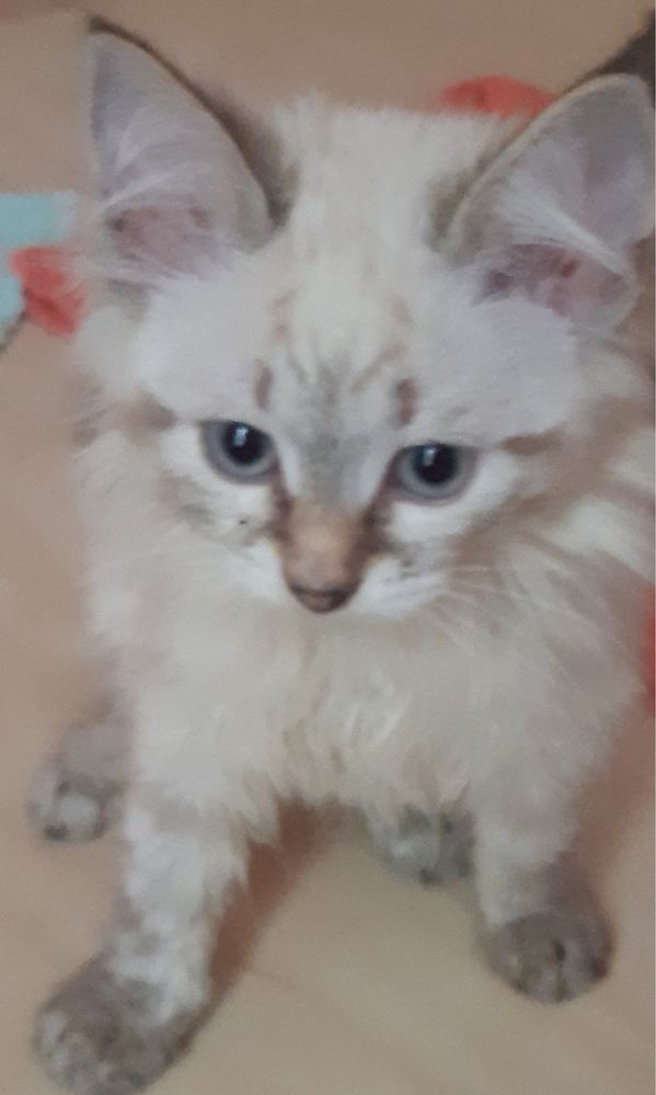 Срочно Котики ищут дом