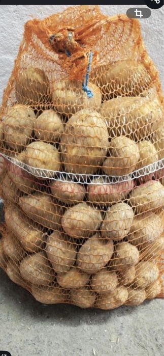 Ziemniaki Bellarosa i Marabel