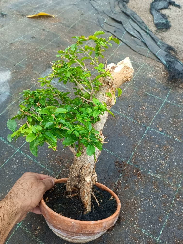 Bonsai Ligustrum 10 anos