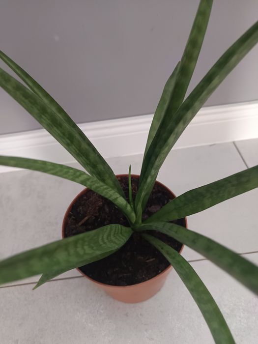 Sansewieria kirkii