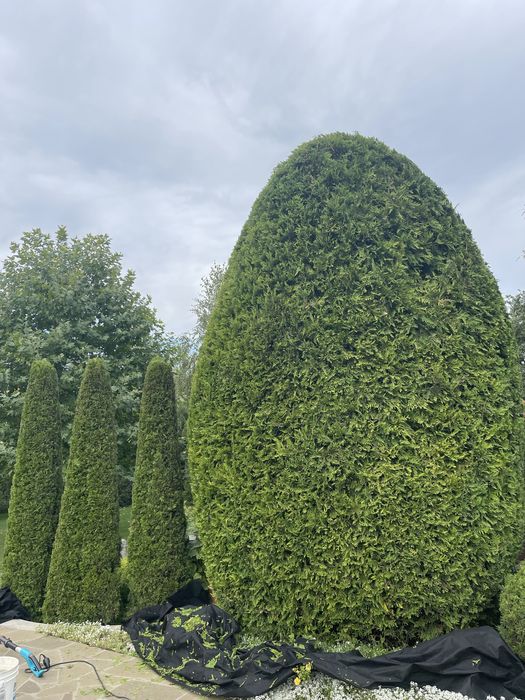 Стрижка хвойных растений