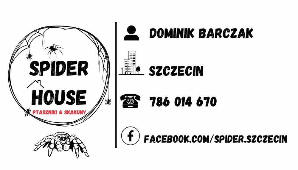 Typhochlaena seladonia L3 ptasznik brazylijski klejnot