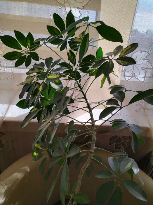 Szeflera/100cm z doniczką