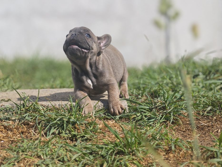 Bulldog frances  blue tan femea