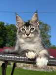 Harley-kocurek Maine Coon