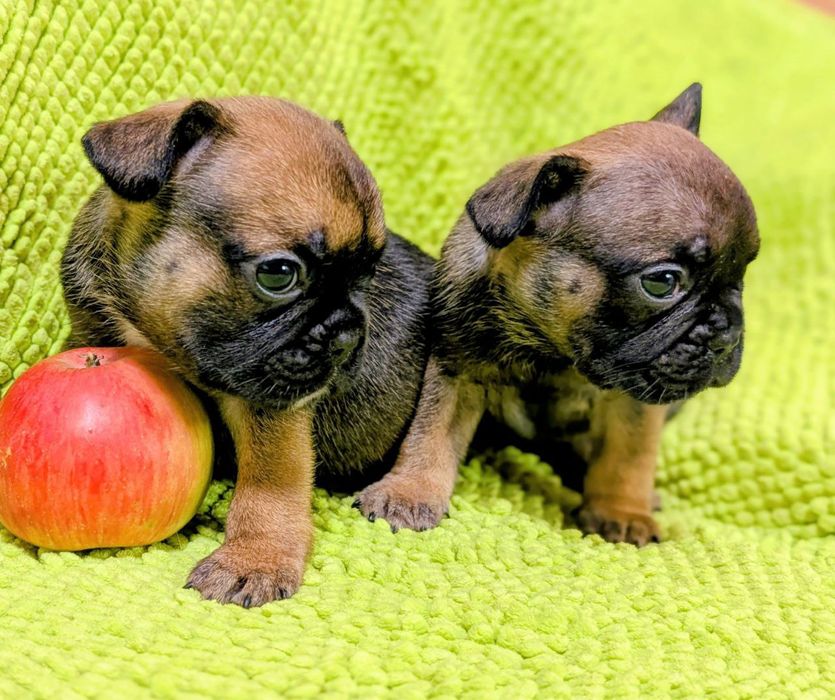 Кому красавчиков?Чистокровные щенки Французского бульдога.