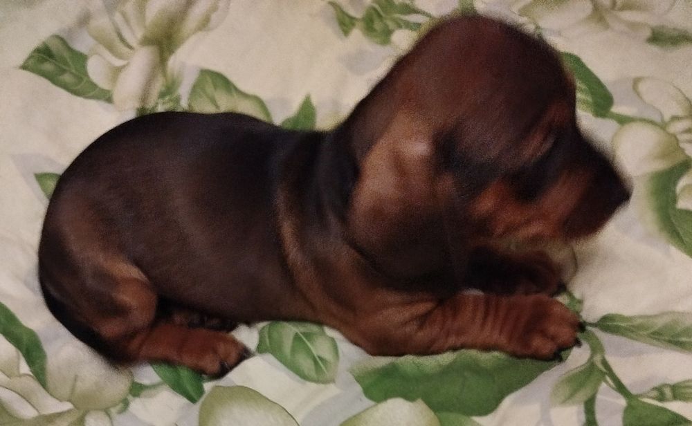 Маленькі такси шукають люблячих господарів