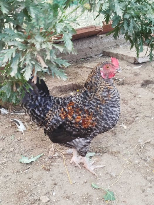 Galo nascido de ovos azuis