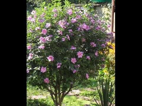 Гибискусы древовидные продам, саженцы 4-летние, 1.3-1.5м