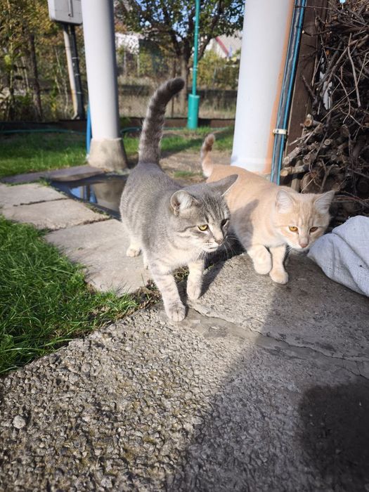 Котики дачні у хороші руки