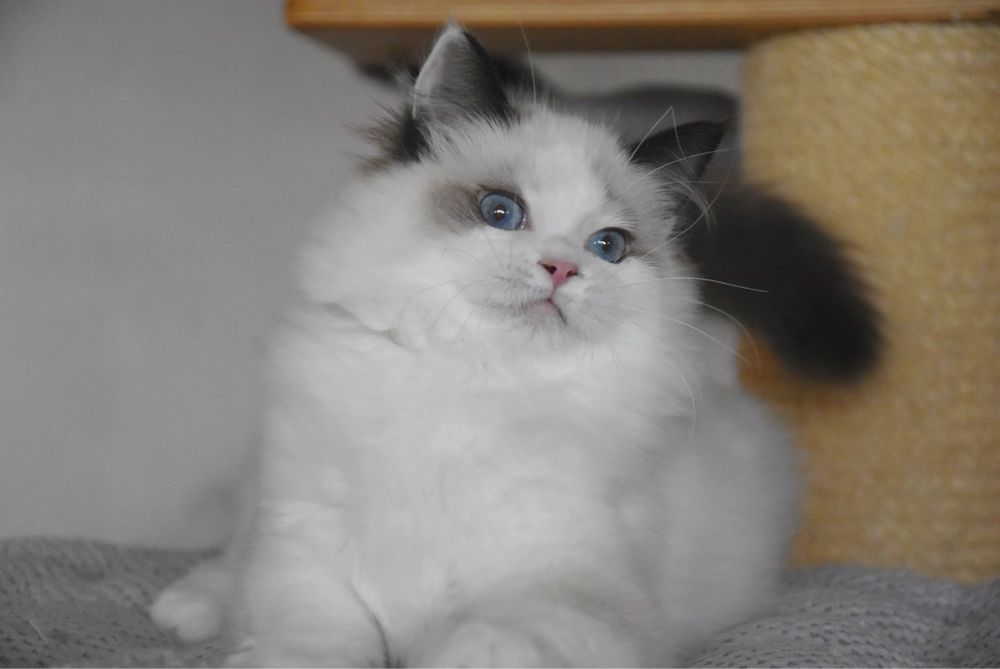Ragdoll kotka Wiwi z rodowodem FIFe - Seal Bicolor